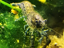 LIVE "Brazos" Dwarf Crayfish - Tiny Predator - Perfect for Smaller Tanks