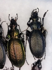 1 Pair Carabus (Archiplectes) protensus ssp. protensus Carabidae,
