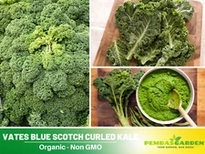 50 Seeds| Kale Seeds