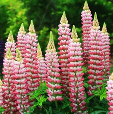 Russell Lupine CHATELAINE Apricot Perennial Hummingbirds Non-GMO USA 20 Seeds!