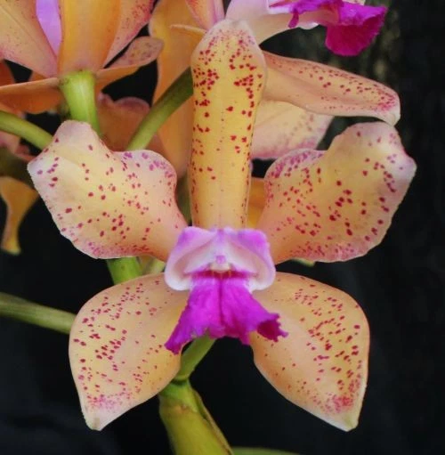 Cattleya Fall Orchids for sale | eBay