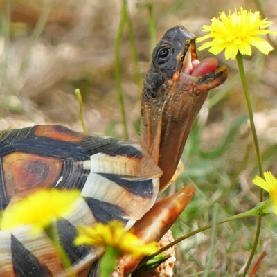 WELLDALES 100 Gourmet Clover Mix Tortoise Food Seeds UK Native Reptile Safe Plants to Grow