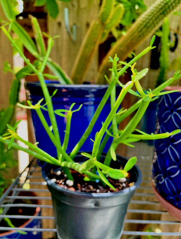 Pencil Cactus (Euphorbia truncal) succulent cactus in 4" pot | eBay
