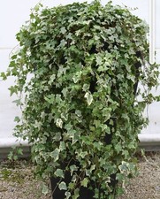 3 plants of English Trailing Ivy in a 2L pot. Parent plant/2L pot shown/photos. 
