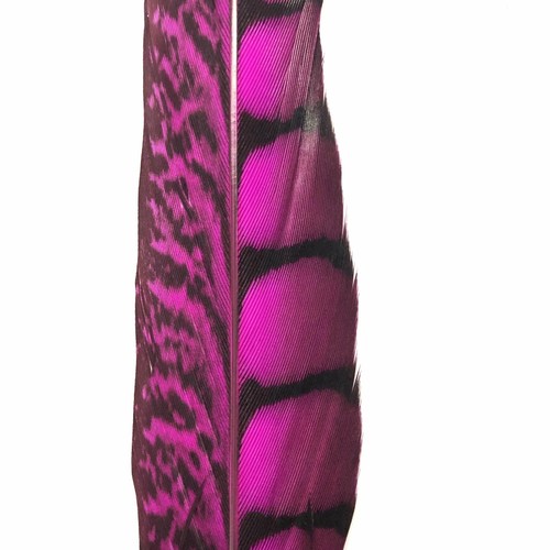 20" to 30" Lady Amherst Pheasant Side Tail Feather - Cerise ((SECONDS)) - Picture 2 of 3