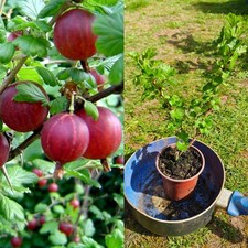 1x Gooseberry Young Plant 'Hinnonmaki Red' Bush Edible Soft Fruit Garden plant