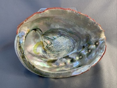7.5  4-Hole Irridescent Red Abalone Shell (half)-Aquarium Decor Or Trinket Dish