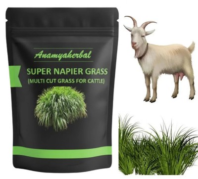 Super Napier Grass Seebs for Goat, High Yield, Cattle Fodder (50 GM to 1000 GM)