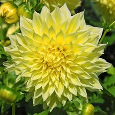 Dahlia Kelvin Floodlight 3 Tuber Clumps - Summer to Fall Large Yellow Blooms Sun