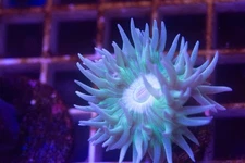 Duncan Frag  "Not WYSIWYG"