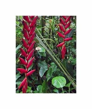 5x Heliconia longa Zierblumen, Zierlaub Rot, Gelb Pflanzen - Samen ID1728