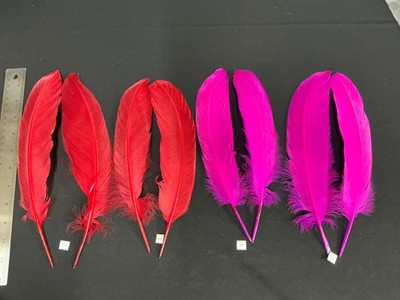Large Dyed Swan Wing Feathers Scarlet Magenta