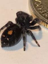 Bold Orange Star Female Phidippus Audax Jumping Spider
