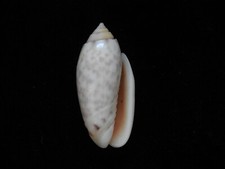 Muscheln Oliva amethystina nebulosa 38,5 mm ID#4874