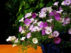 Bild 11 von 12