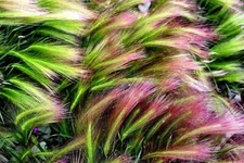 40 SQUIRREL TAIL Barley GRASS (Foxtail Barley) Hordeum Jubatum Ornamental Seeds