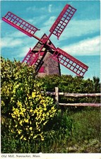 Nantucket Massachusetts The Old Mill Colorful Scotch Broom Native Plant