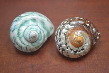 2 PCS GREEN  SARMATICUS PEARL TURBO SEA SHELL HERMIT CRAB 2 1/2" - 3"