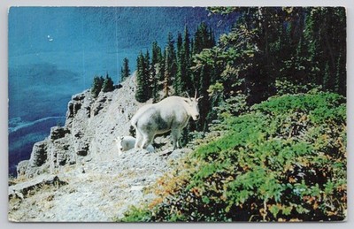 Vintage 1966 Waterton Lakes Park Mountain Goats Postcard Kootenay River BC