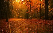 Landscape road leaves trees fall plants outdoors Custom Gaming Mat Desk