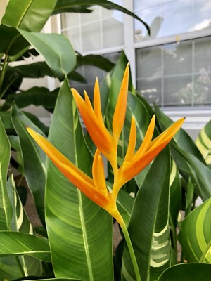 Variegated Heliconia psittacorum x marginata Variegated Nickeriensis  RHIZOME | eBay