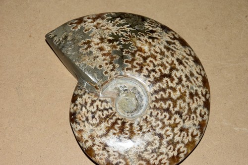 RARE très grande ammonite Aioloceras besairiei  albien de Mahajanga Madagascar - Bild 2 von 5