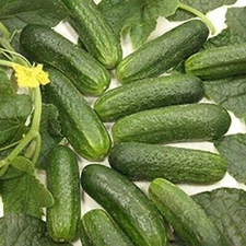 Diamant F1 Hybrid Cucumber Seeds - Great for Container and !!!(25 - Seeds)