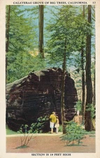 Calaveras Grove of Big Trees CA, California - Linen