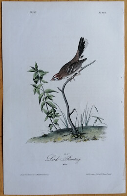 J.J. Audubon 1st Octavo Original Print Bird Lark Bunting No. 158 - 1839