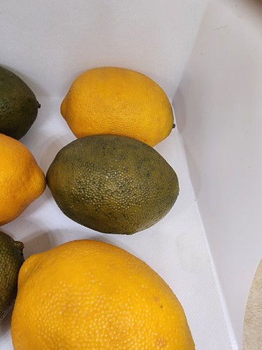 Juego de 6 limones y limas sintéticos de aspecto realista - Imagen 6 de 9