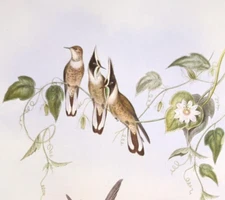 John Gould HELMET-CREST Hummingbirds Vintage Art Print Bookplate 182