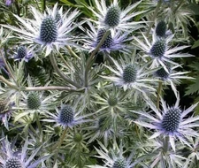 Eryngium alpinum, 'blue star'  sea holly, 10 seeds