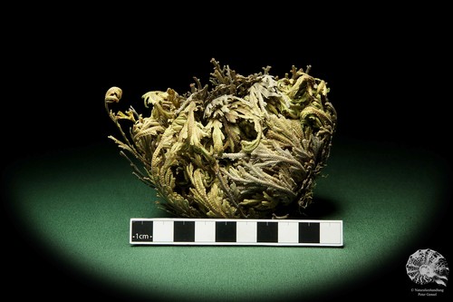 Selaginella lepidophylla rosa de América del Norte reciente frutos secos decoración - Imagen 5 de 5