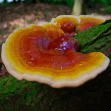Reishi (Ganoderma lucidum) Liquid Culture