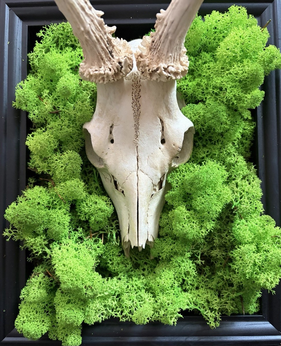 Roe Deer Skull Wall Art with Moss LED Light, Gothic Decor, Witchy