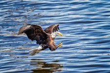 Concentration Bald Eagle Catching Prey Photo Art Print Poster 18x12