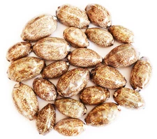 Set of 12 Cowrie Arabica Shells Seashell (2") Coastal Crafts Nautical Decorating