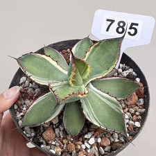 1pcs 14cm Pot Rare Agave bovicoruta "Variegata" Random Boutique
