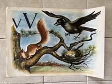 Original vintage school chart of Alphabet V- 1953 -The Crow and the Squirrel