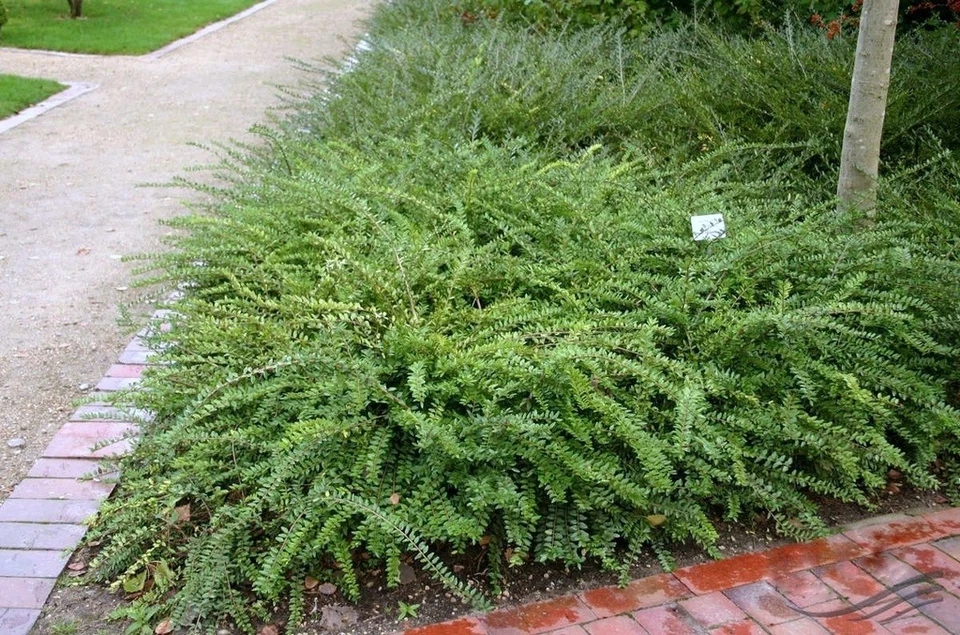 Chinesische Böschungsmyrte 20-30 cm im Container - Bild 3 von 4