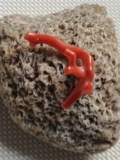 Coral / Red Coral / Red Coral Root /coral Necklace / Coral Ring