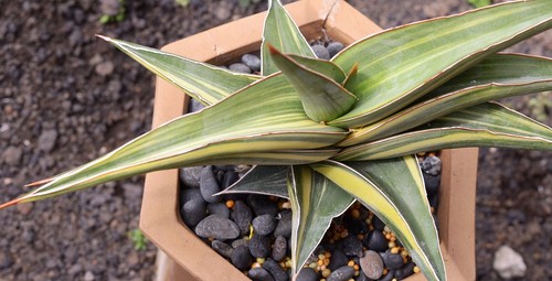 Sansevieria Johannesburg Variegated Big Size Rare Uniqe Snake Plant - Picture 3 of 3