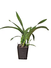 Epidendrum Radiata Orchid, 3" or 4" pot-Vanilla Fragrance, Blooming size