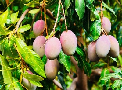 ''Organic Red Mango Seeds for Planting - Fresh Exotic Fruit Seeds - 3pcs''