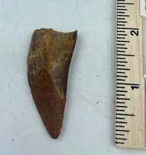 Carcharodontosaurus dinosaur CARCHARODON 2” AKA African TREX T REX CU24