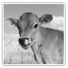 2 x Square Stickers 10 cm - Jersey Cow Calf Cattle Farm  #36502