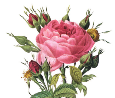 1990 Vintage Print Rose Flower Rosa Bifera Macrocarpa Floral Roses