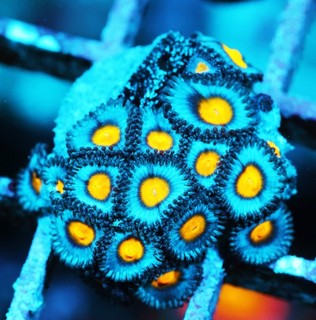 AOI Zoa Frag Zoanthids Zoa Paly SPS LPS Corals WYSIWYG