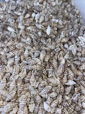 100 SPOTTED NASSARIUS TINY SEA SHELLS 1/4”-1/2” Great for crafting,  Natural