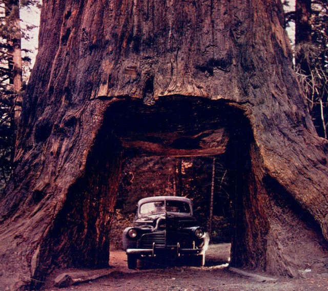 Chandelier Tree Underwood Park Drive Through Redwood Leggett CA Vintage